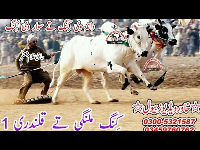 Qalandri 1 Ty King Malangi Champion Dand 2022 | Bull Race Pakistan