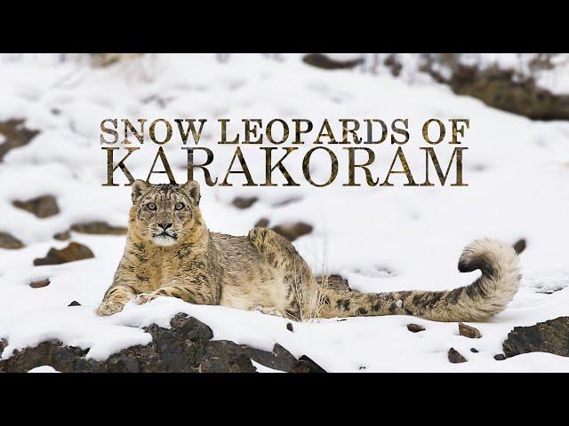 The Future of Snow Leopards | Snow Leopard Documentary