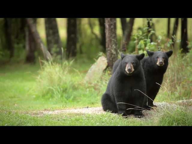 "The Gentle Bear Man of Emo" Trailer