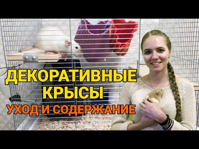 Декоративные крысы - уход и содержание | Как ухаживать за крысой?