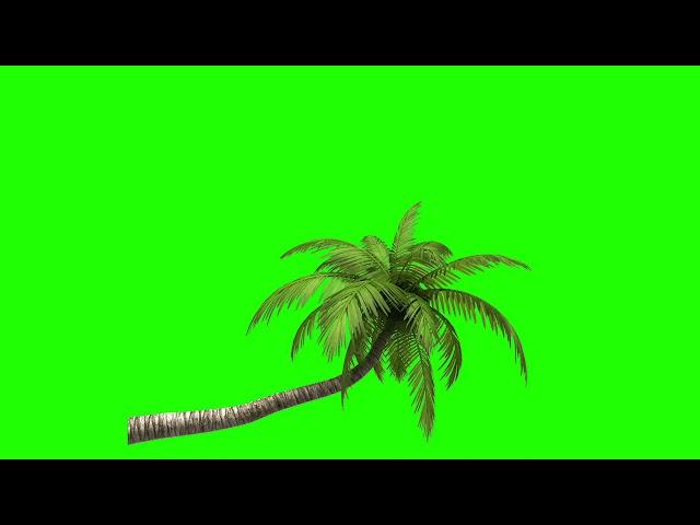 Coconut tree green screen video / free green screen video