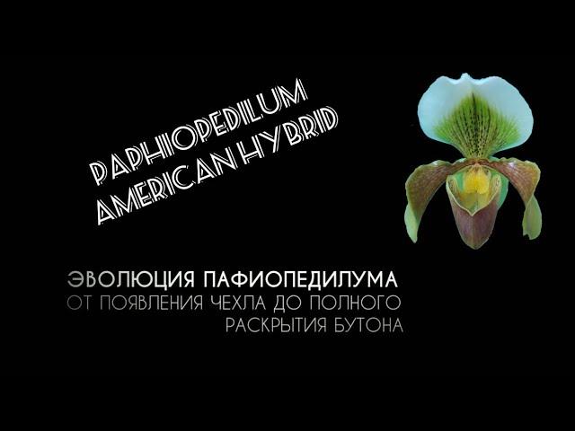 Пафиопедилум. (Paphiopedilum american hybrid)