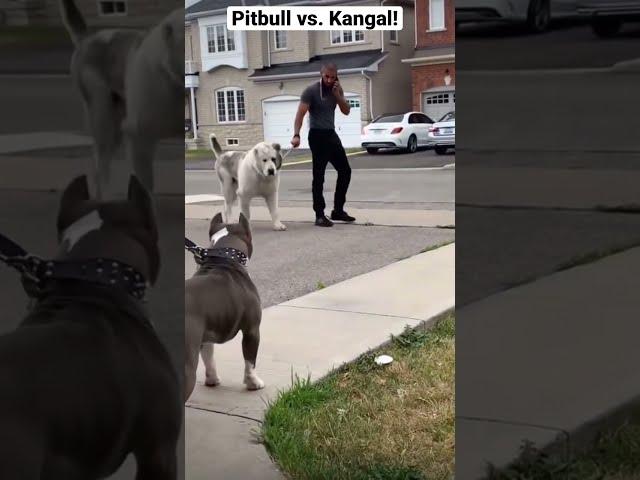 A pitbull vs. Kangal, who wins?!