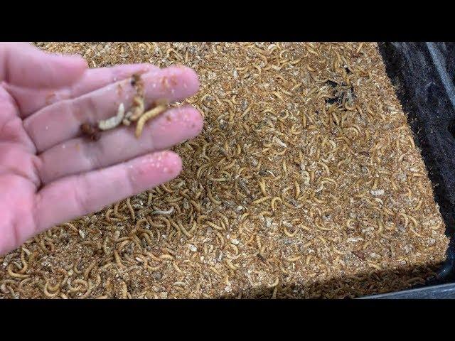 MEALWORM FARMING FOR BEGINNERS – How to Maintain a Healthy Mealworm Farm