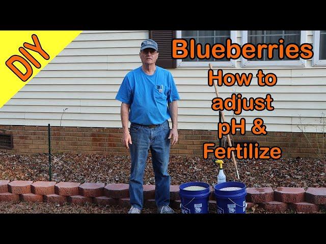 Blueberries, pH adjustment and soil amendment for better berry production