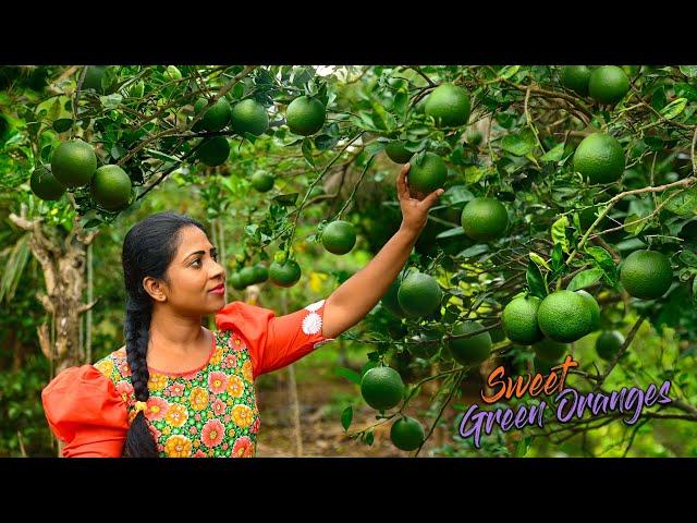 Tons of Green oranges! Preserved their juice as Cordial & candied the peels as well | Traditional Me