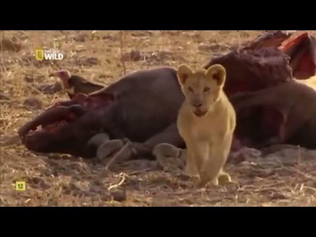 Grandes documentales: Cazadores de África. Desenlace de la historia del inadaptado.