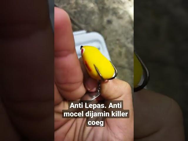 Cara Anti Mocel Lepas Mancing casting Ikan Gabus Haruan Umpan SoftFrog Kodok-kodokan Modifikasi