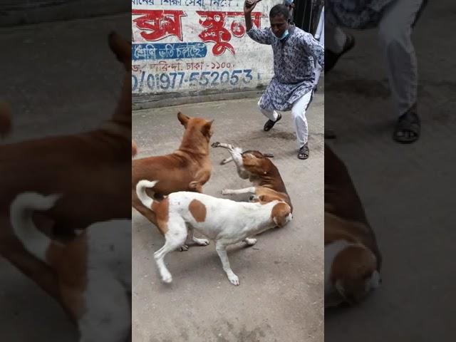 Dog Fight