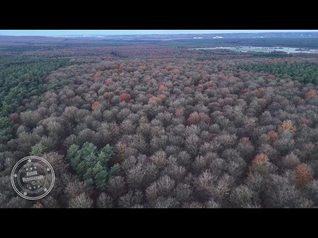 Forêt de Brotonne en automne, survol de la forêt | Drone 4K | FRANCE