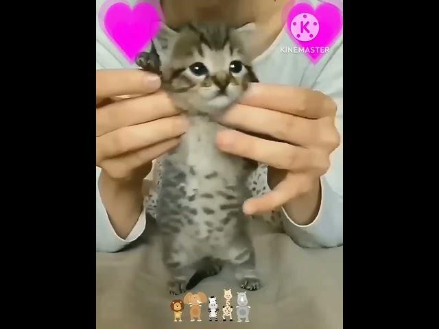 Dhinka chika dance by cute cat, dancing kitten, viral cat dance @itsviralkida