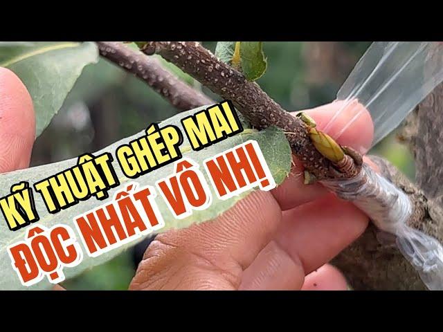 28/12 Xem cao thủ Út Đực chia sẻ kĩ thuật ghép mai Thủ Đức vào phôi tứ quý bonsai độc nhất vô nhị