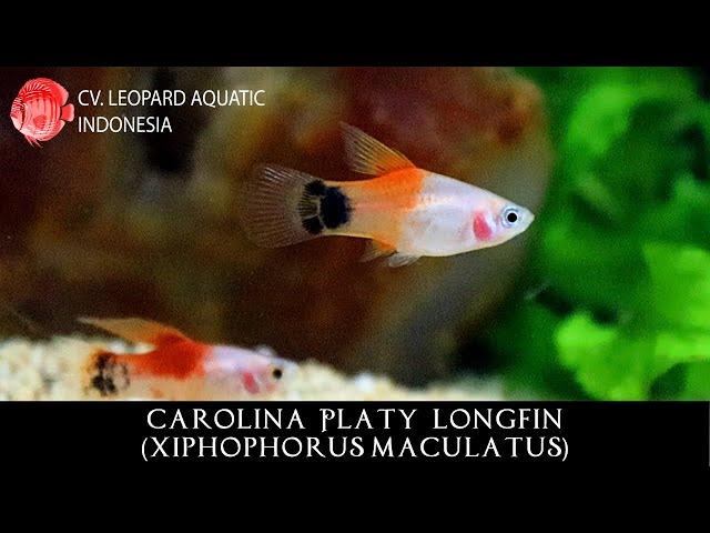 Red and White Mickey Mouse Platy a.k.a CAROLINA Platy (Leopard Aquatic E015A)