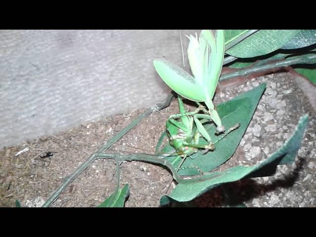 Red Eyed Devil Katydid vs European Mantis