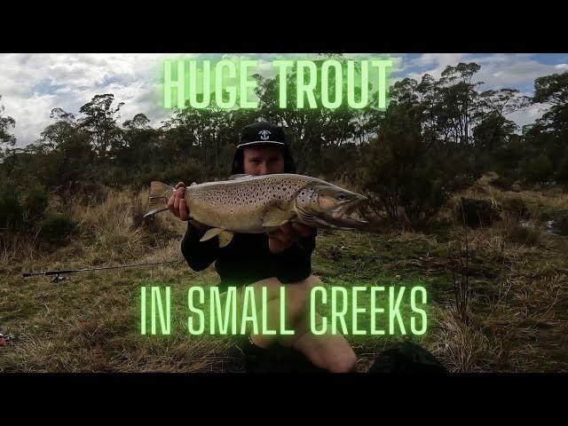 HUGE TROUT IN SMALL CREEK : Trout Fishing Tasmania