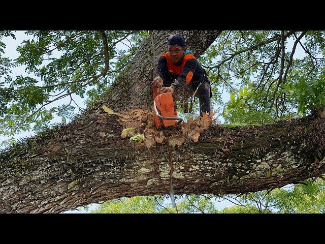 Cut down dangerous trees on the side of the village road‼️