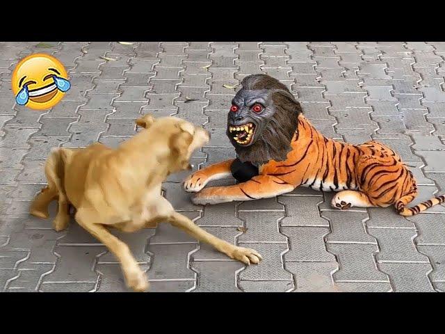 शैतान कुत्ते ने जब देख लिया भूतिया शेर! FUNNIEST ANIMAL MOMENTS CAUGHT ON CAM 14