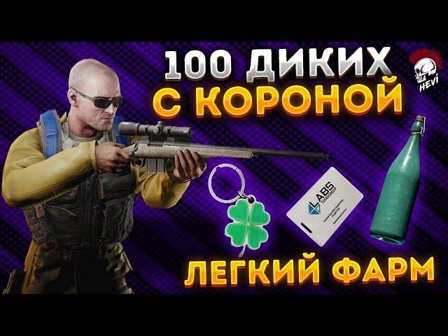 Тарков ЛУЧШИЙ фарм за дикого! 100 диких Escape from Tarkov