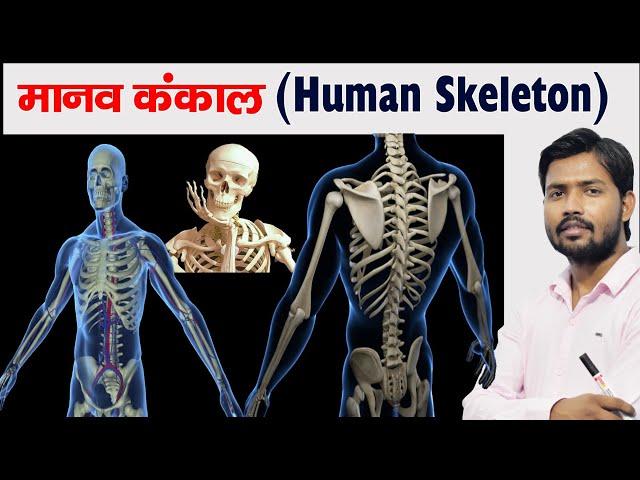 Human Skeleton | Bones | Cartilage | Skeleton System