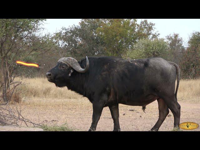 Bowhunting Cape Buffalo - 10 Bowhunts