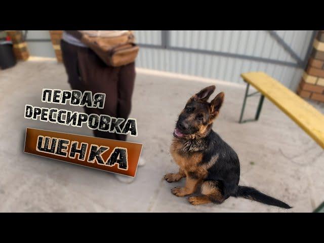 Первая дрессировка щенка. Часть 2