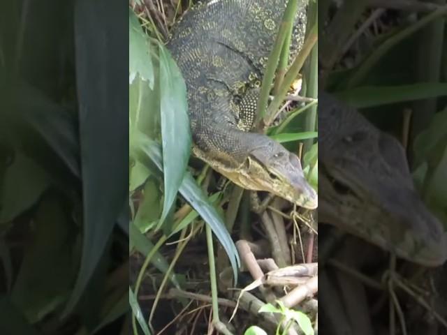 Berburu tembak 2 ekor biawak jumbo‼️monitor lizard hunting