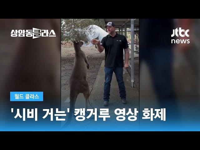 발길질에 주먹질…'시비 거는' 캥거루 영상 화제 / JTBC 상암동 클라스