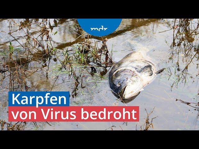 Koi-Herpesvirus sorgt für Karpfen-Massensterben | MDR um 4 | MDR