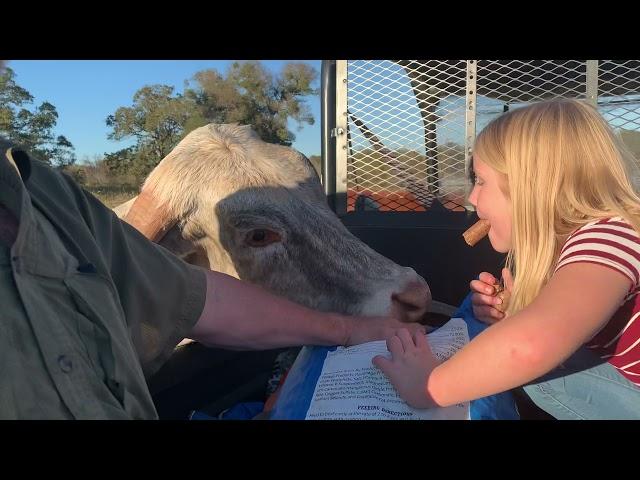 Cow kisses