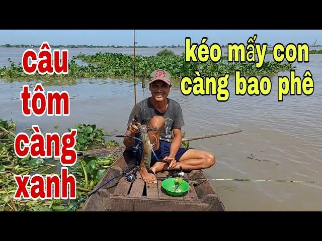 Câu Tôm Càng Xanh Tới Nước Tôm Ăn Không Kịp Móc Mồi # SĂN BẮT ĐỒNG THÁP #