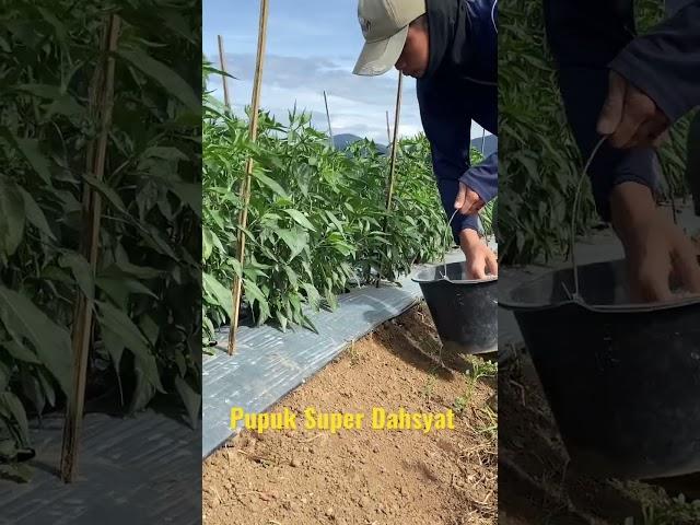 Pupuk Cabe Ala Petani Muda