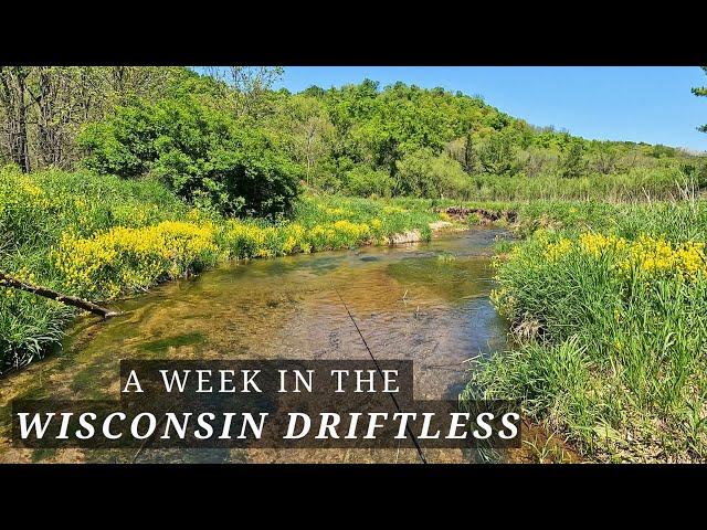 Fly Fishing for Gorgeous Wild Browns of the Wisconsin Driftless - A week of Camping and Fishing.