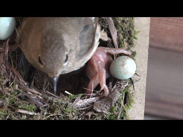 Cuckoo chick coup - Common cuckoo's deposition, Daurian redstart.