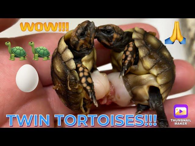 NO WAY! Twin Cherryhead Tortoises hatched from one egg! 