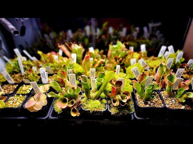 a dive into the world of heliamphora and pings in my dining room!!!