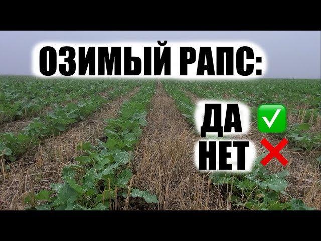 Озимый рапс. Почему с ним так сложно. Что я сделал не так?