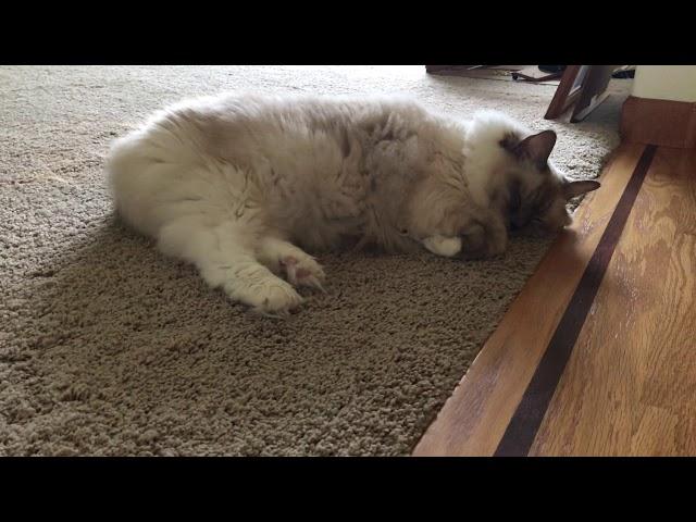 Ragdoll cat - Снежинка и ее любимые места отдыха 4. Где спит кошка рэгдолл  -  а просто на полу:)