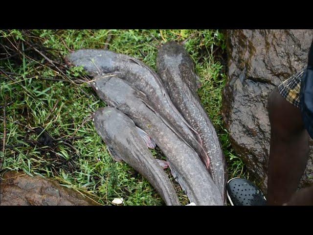 #Monster #catfish #hunting in chennai lake by hook stars