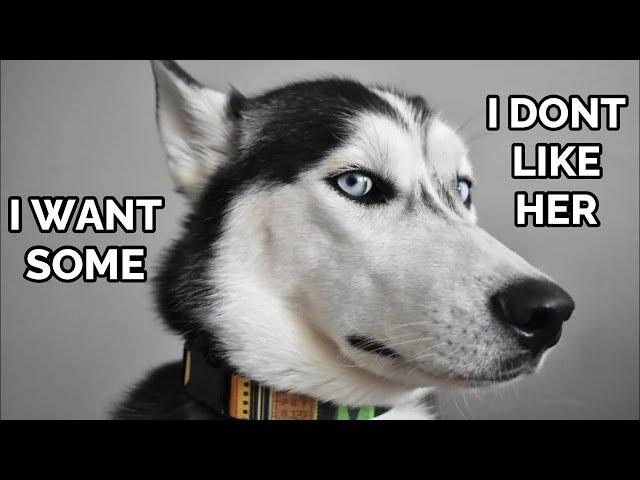 32 Times MY HUSKY Spoke Near Perfect English in ONE MINUTE