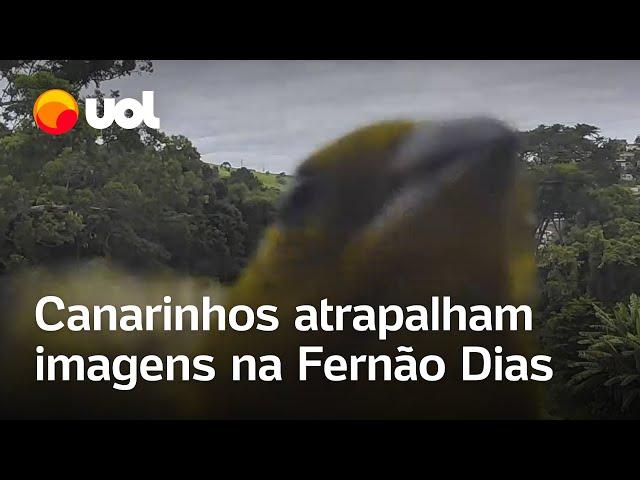 Canários-da-terra 'atrapalham' filmagens de monitoramento na Fernão Dias