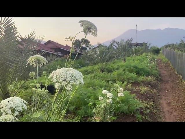 Hidup di kota- bisa santai berkebun kayak waktu di desa, CTR life style.