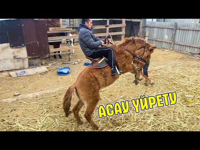 АСАУ ҮЙРЕТУ,ҚҰЛА ҚАСҚА ҚЫРСЫҚ.horse training