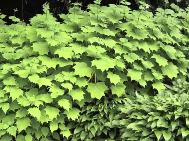 Kirengeshoma palmata Yellow Wax Bells