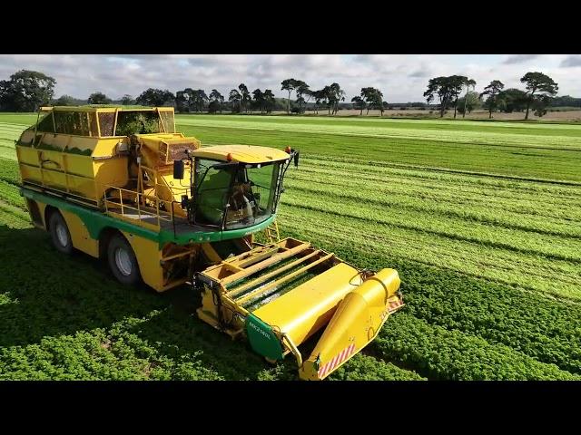 Camstar Herbs Parsley Harvest