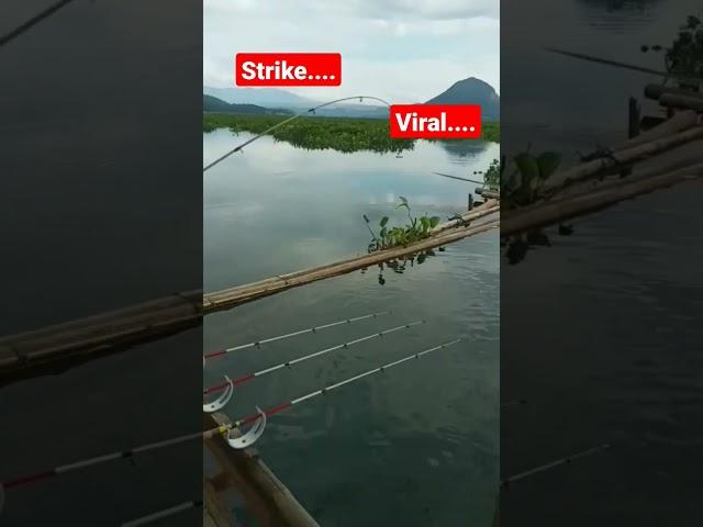 Strike..... mancing babon nila #viral #youtube #youtuber #youtuberpemula