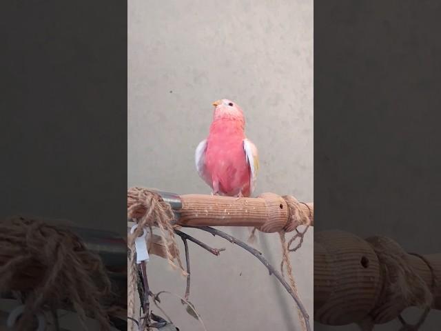 Pink-bellied grass parrot bowraw sings songs #birds #pets