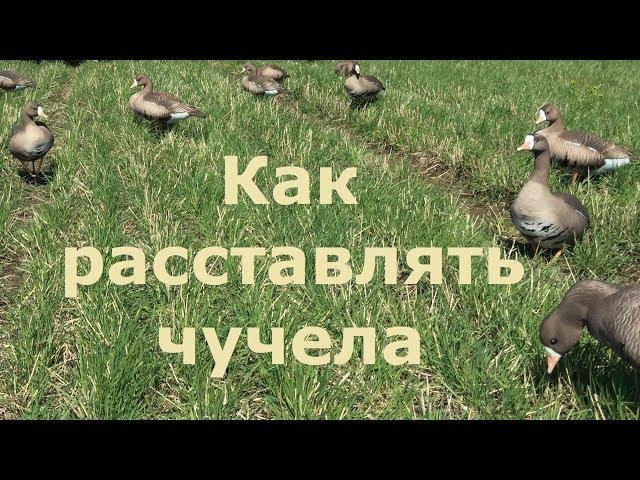 Охота на гуся - Расстановка чучел/Как расставлять чучела/ПроГусь схема!