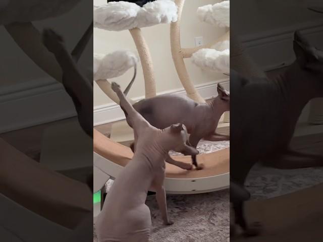 Neytiri does not like to share her wheel  #sphynx #hairlesscats #asmr