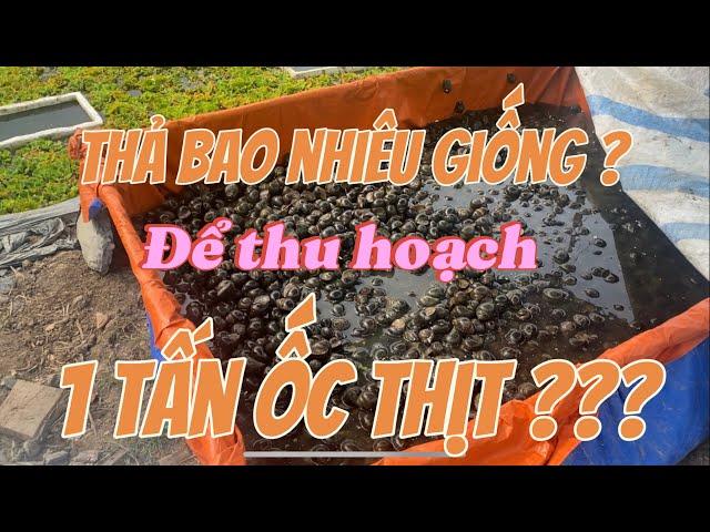 Thả bao nhiêu con giống ốc bươu đen  ( ốc nhồi)  để thu về 1 tấn ốc thương phẩm ???