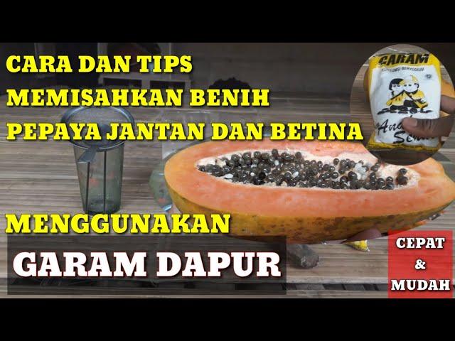 CARA MEMISAHKAN BENIH PEPAYA JANTAN DAN BETINA MENGGUNAKAN GARAM DAPUR #pepaya #bijipepaya